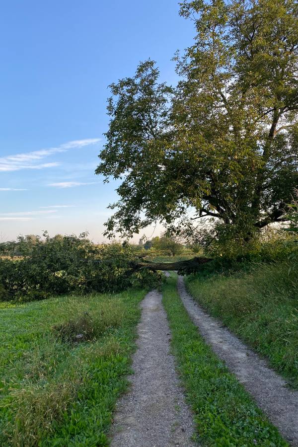 Baum nach Sturm