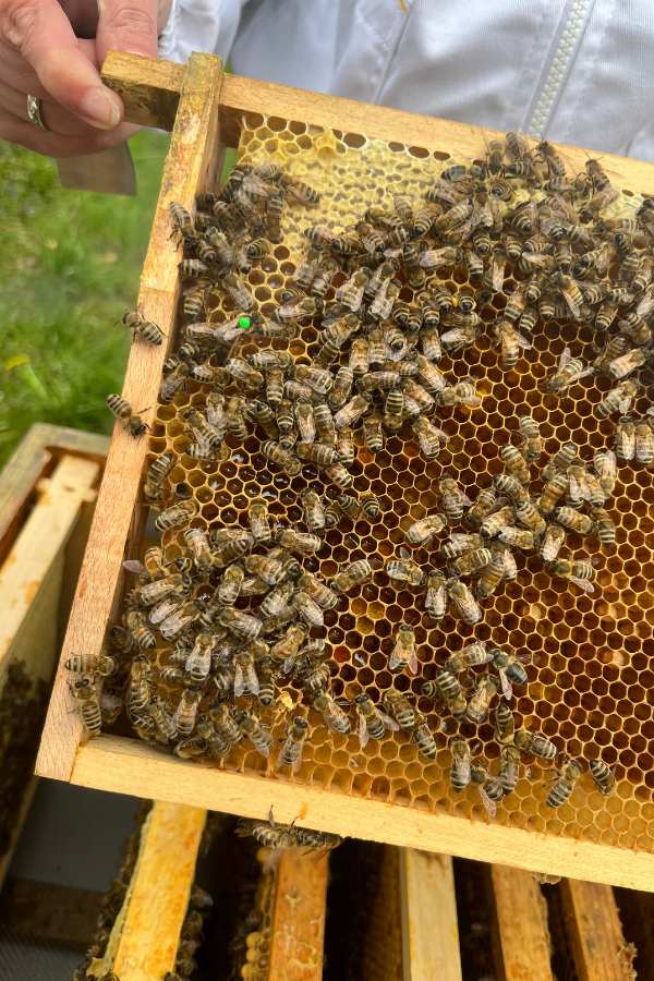 Bienenkönigin