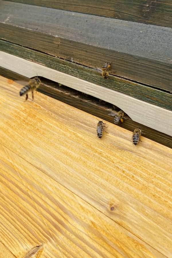Bienen