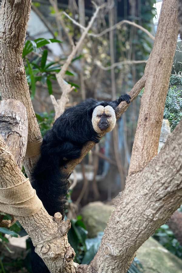 Affe im Zoo