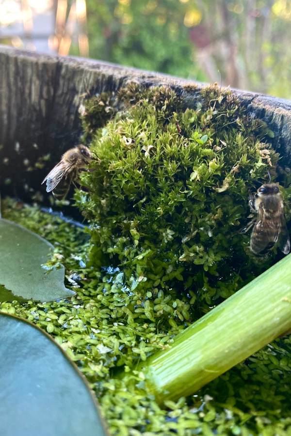 Bienen beim Trinken