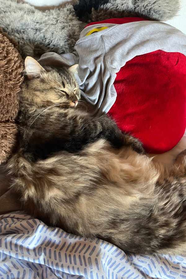 Katze Fluse auf Bett eingekuschelt