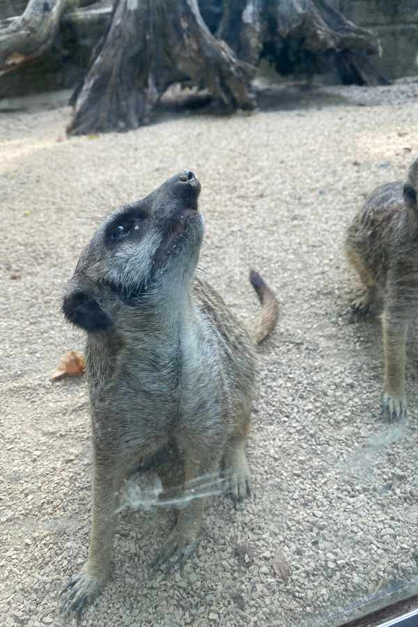 Erdmännchen im Zoo