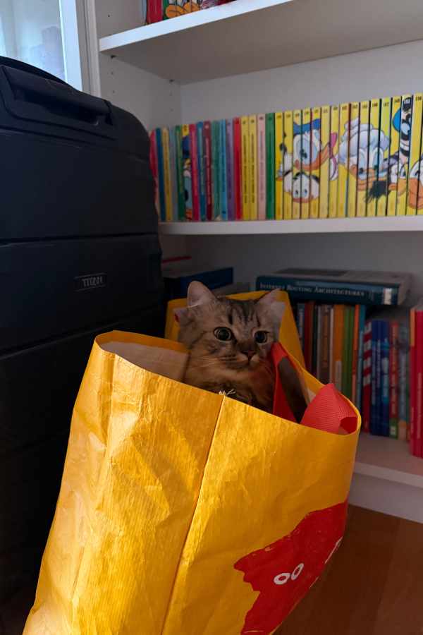 Katze Fluse möchte mit in den Urlaub