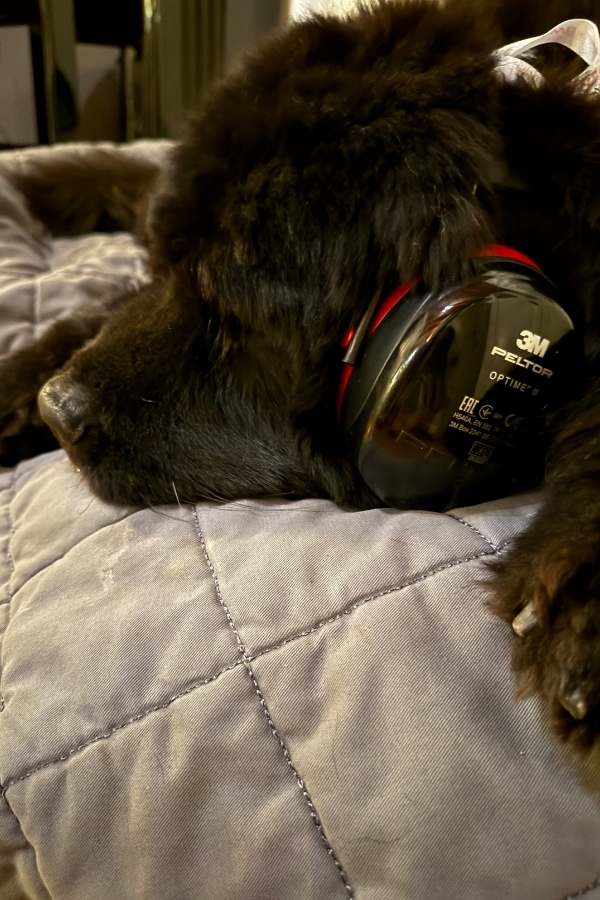 Neufundländer an Silvester mit Gehörschutz